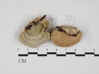 登錄號:F0029972藏品圖，第1張