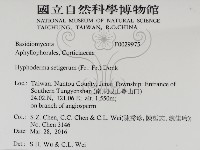 剛毛絲皮菌藏品圖，第2張