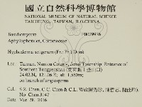 剛毛絲皮菌藏品圖，第2張