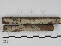 剛毛絲皮菌藏品圖，第1張