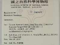 韌革菌屬藏品圖，第2張
