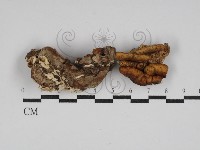 登錄號:F0029981藏品圖，第1張