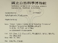 絲齒菌屬藏品圖，第2張