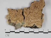 絲齒菌屬藏品圖，第1張