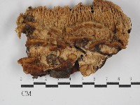 登錄號:F0029990藏品圖，第1張