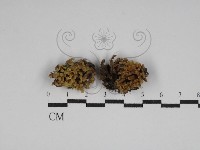 登錄號:F0029999藏品圖，第1張