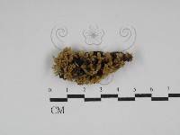 登錄號:F0030000藏品圖，第1張