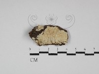 登錄號:F0030007藏品圖，第1張