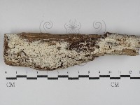 登錄號:F0030015藏品圖，第1張