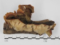 登錄號:F0030017藏品圖，第1張