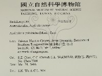 毛木耳藏品圖，第2張