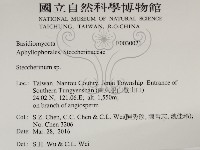 齒耳菌屬藏品圖，第2張