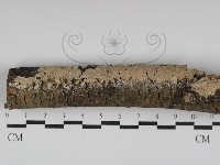 齒耳菌屬藏品圖，第1張