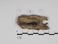 登錄號:F0030025藏品圖，第1張