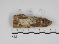 登錄號:F0030029藏品圖，第1張