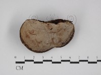 靈芝屬藏品圖，第3張