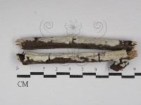 登錄號:F0030035藏品圖，第1張