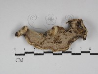硬孔菌屬藏品圖，第3張