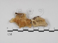 登錄號:F0030039藏品圖，第1張
