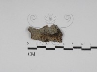 刺皮菌屬藏品圖，第1張