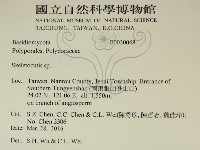 骨皮菌屬藏品圖，第2張