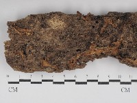 硬孔菌屬藏品圖，第1張