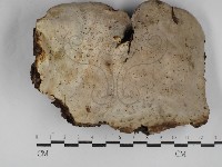 多年臥孔菌屬藏品圖，第3張