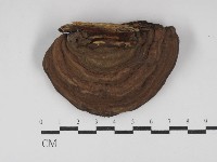 靈芝屬藏品圖，第1張