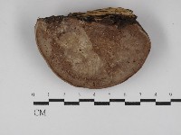 靈芝屬藏品圖，第3張