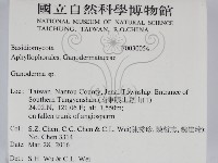 靈芝屬藏品圖，第2張