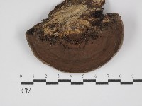 靈芝屬藏品圖，第3張