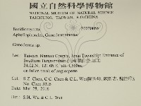 靈芝屬藏品圖，第2張