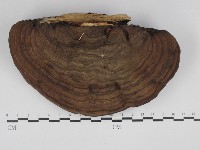 靈芝屬藏品圖，第1張