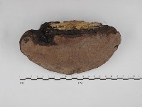 靈芝屬藏品圖，第3張