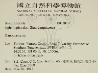 靈芝屬藏品圖，第2張