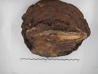 靈芝屬藏品圖，第3張