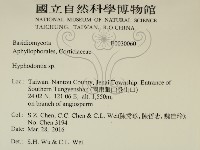 絲齒菌屬藏品圖，第2張