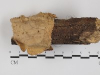 韌革菌屬藏品圖，第1張