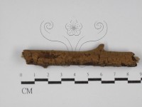 刺革菌屬藏品圖，第1張