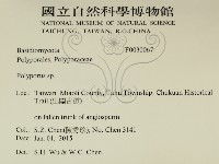 多孔菌屬藏品圖，第2張