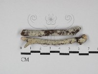 登錄號:F0030068藏品圖，第1張