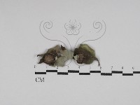 登錄號:F0030069藏品圖，第1張
