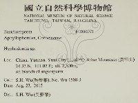 絲齒菌屬藏品圖，第2張
