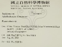 顯絲菌屬藏品圖，第2張
