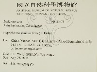 冇骨消絲齒菌藏品圖，第2張