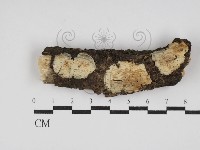 登錄號:F0030076藏品圖，第1張