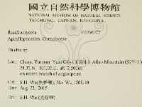 射脈菌屬藏品圖，第2張