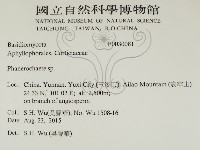 顯絲菌屬藏品圖，第2張