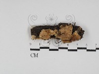 登錄號:F0030082藏品圖，第1張