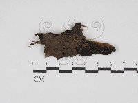 登錄號:F0030084藏品圖，第1張